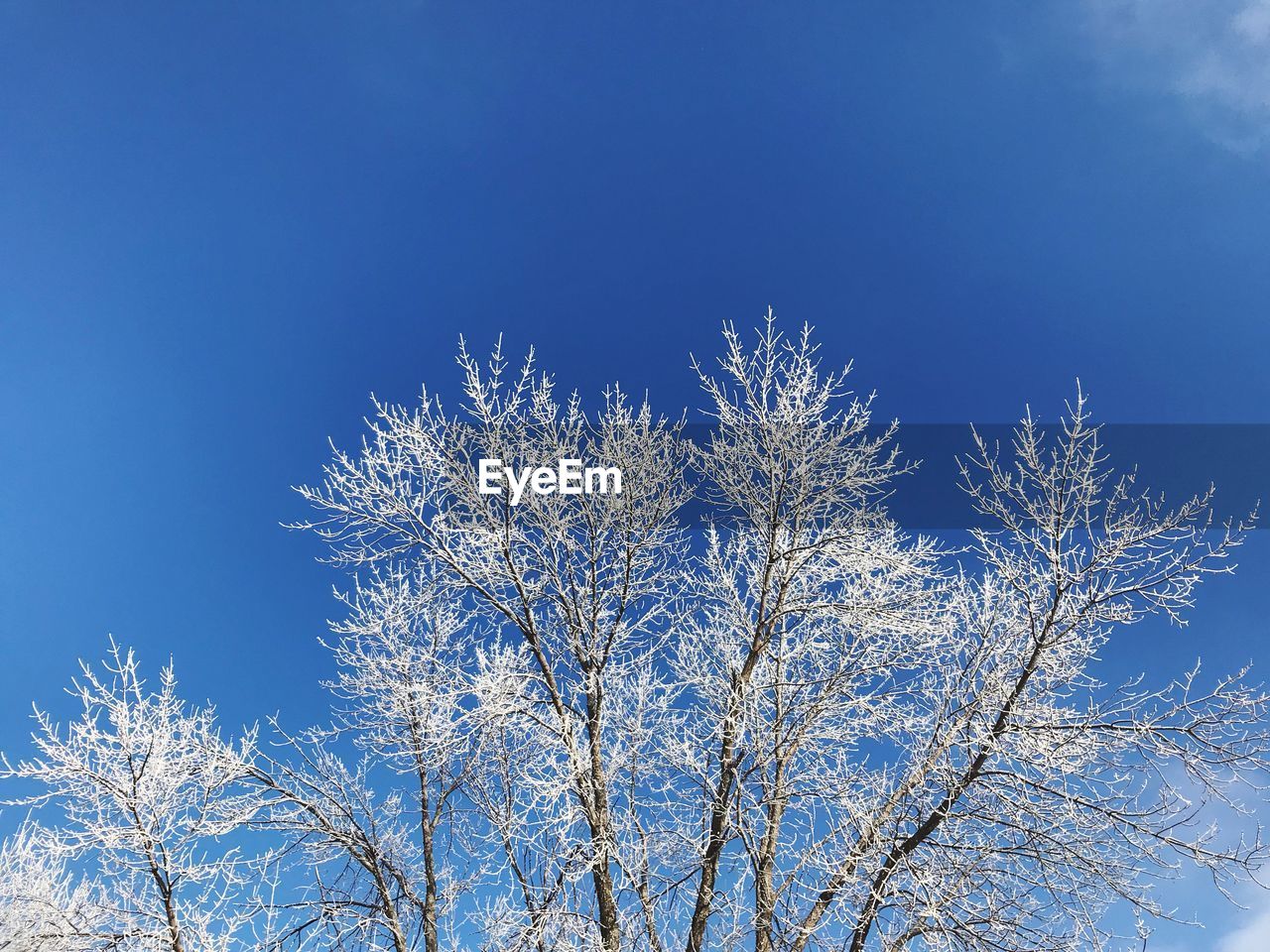 LOW ANGLE VIEW OF TREES AGAINST SKY DURING WINTER