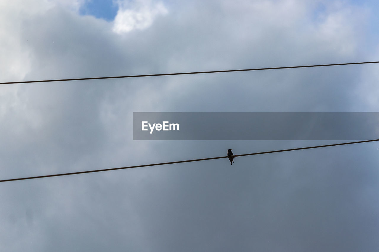 LOW ANGLE VIEW OF BIRDS PERCHING ON CABLE