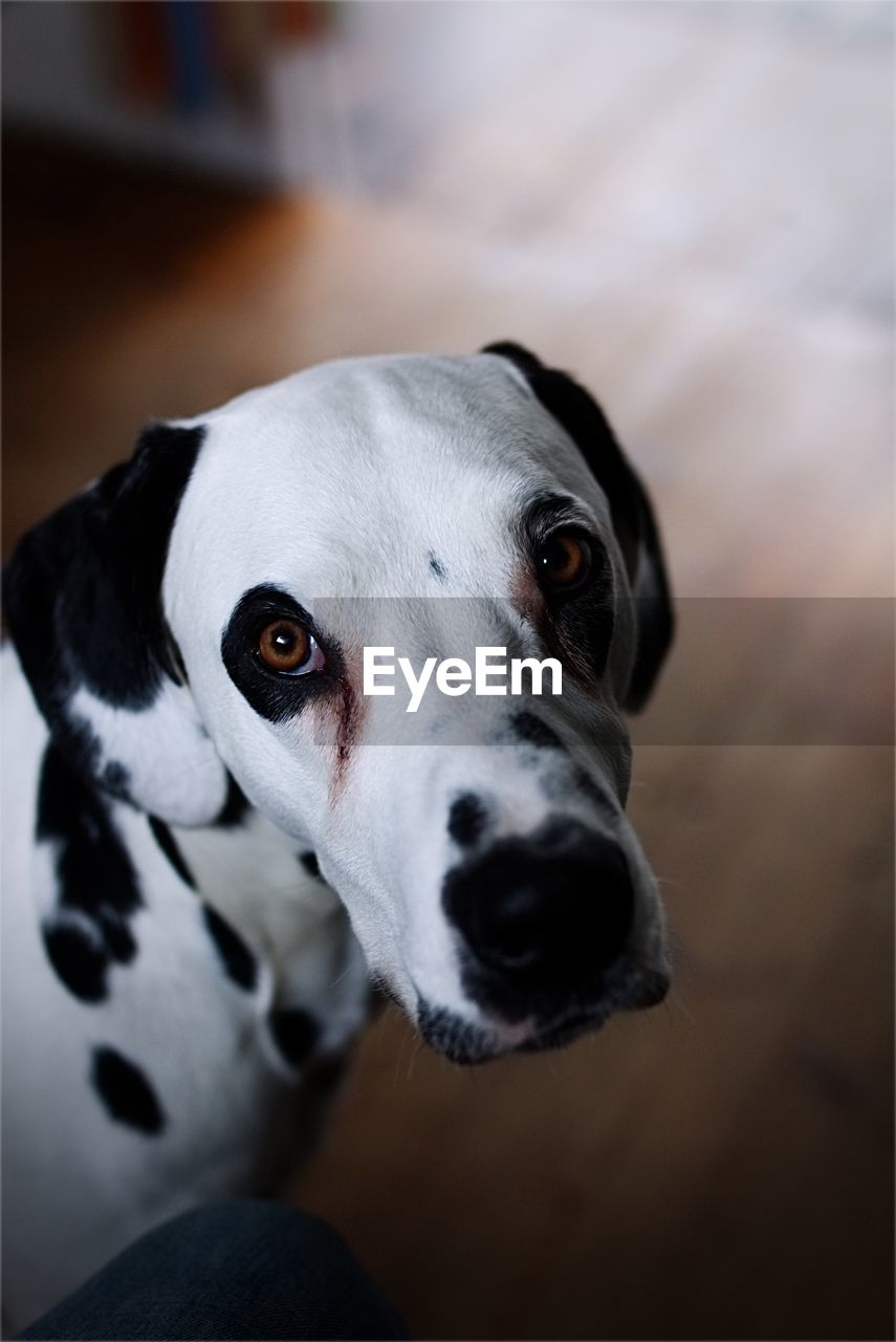 Close-up portrait of dog at home