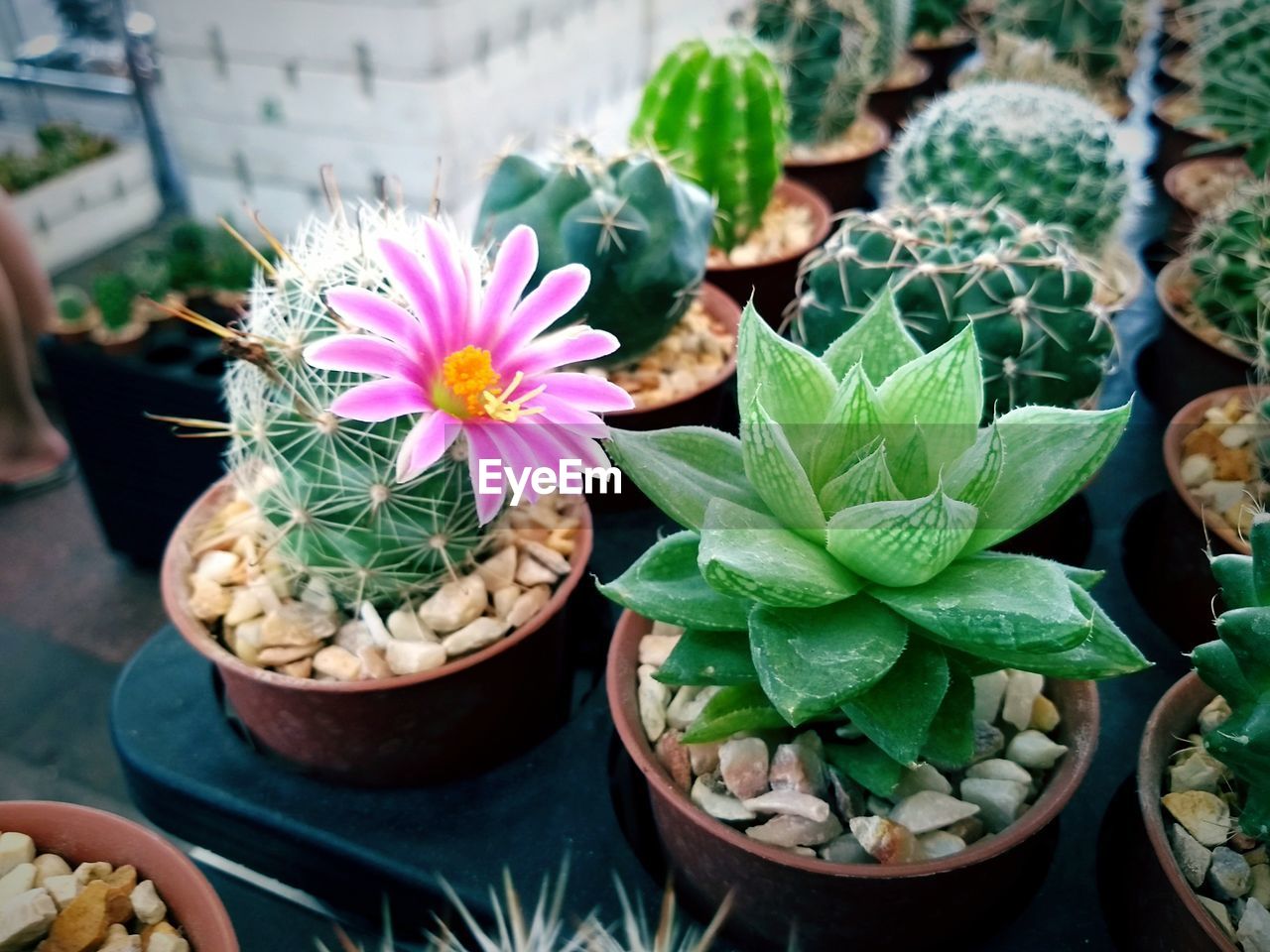 HIGH ANGLE VIEW OF POTTED CACTUS FLOWER