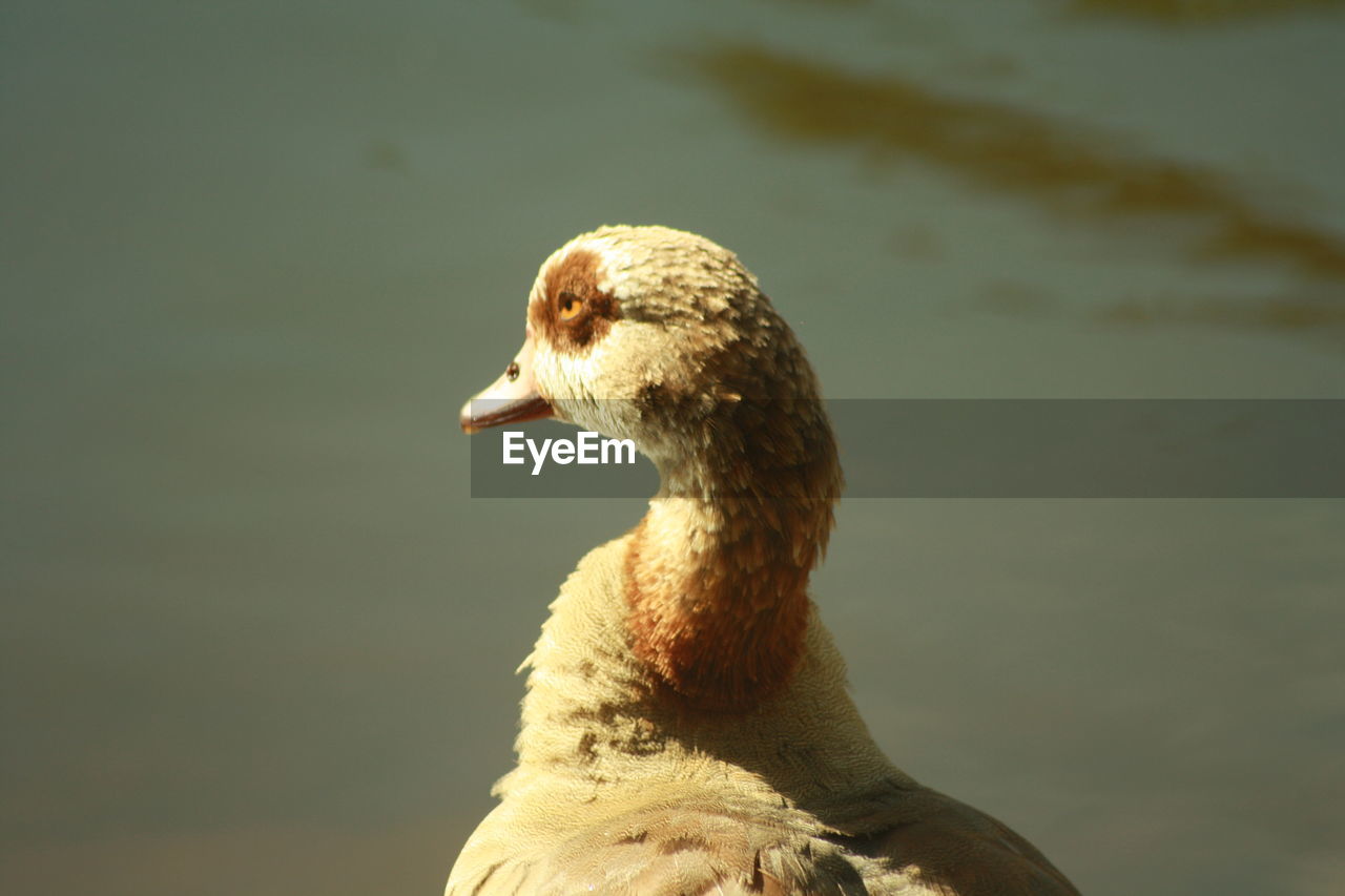 CLOSE-UP OF BIRD ON SHORE