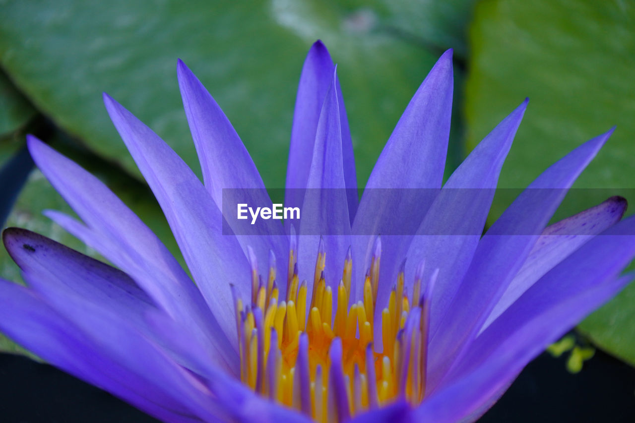 Close-up of purple water lily