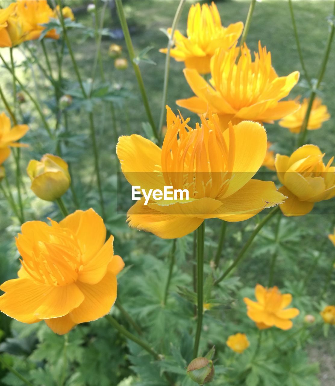 CLOSE-UP OF YELLOW FLOWER BLOOMING IN FIELD