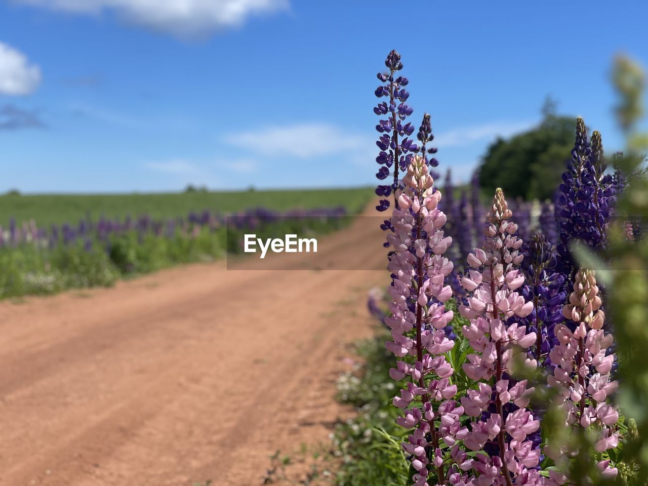 Close-up of purple flowering plants on field against sky