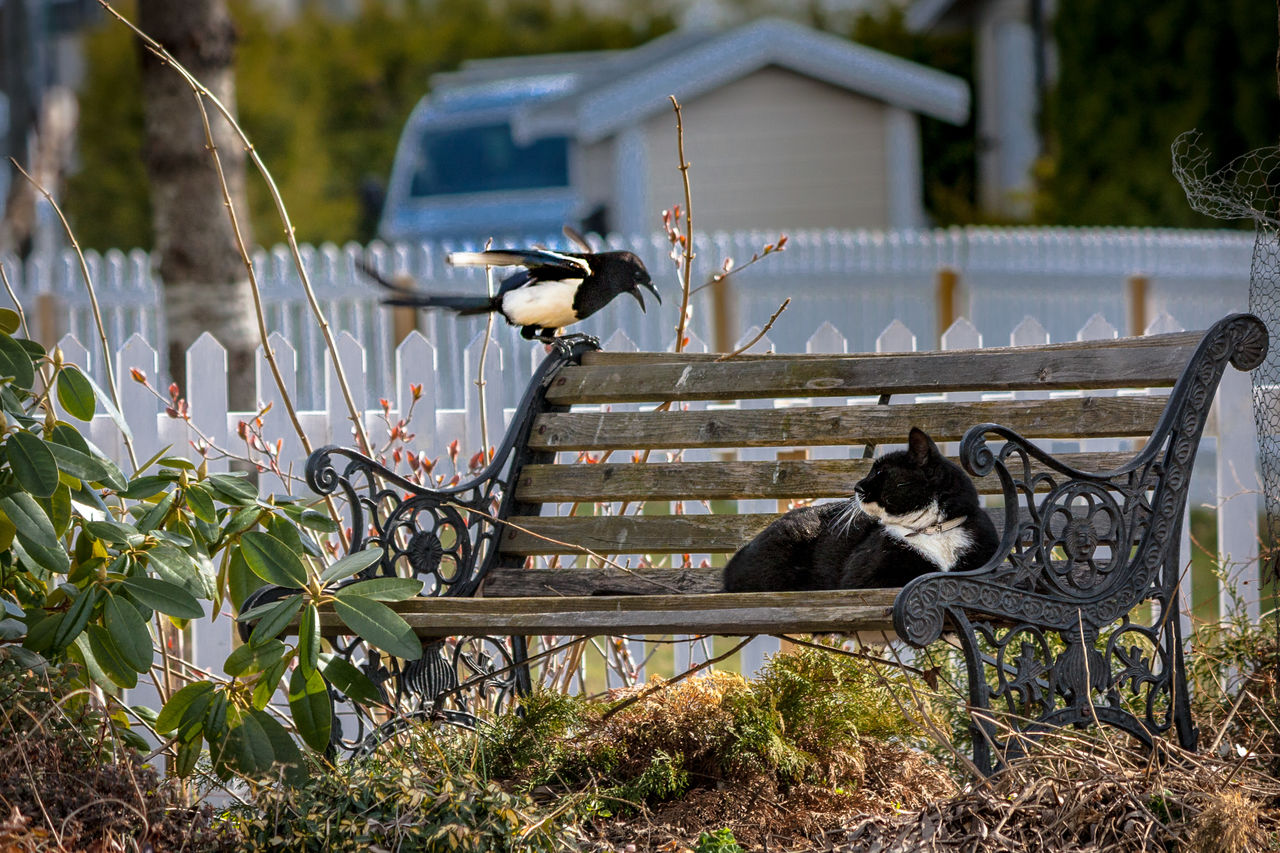 Cat looking at magpie outdoors