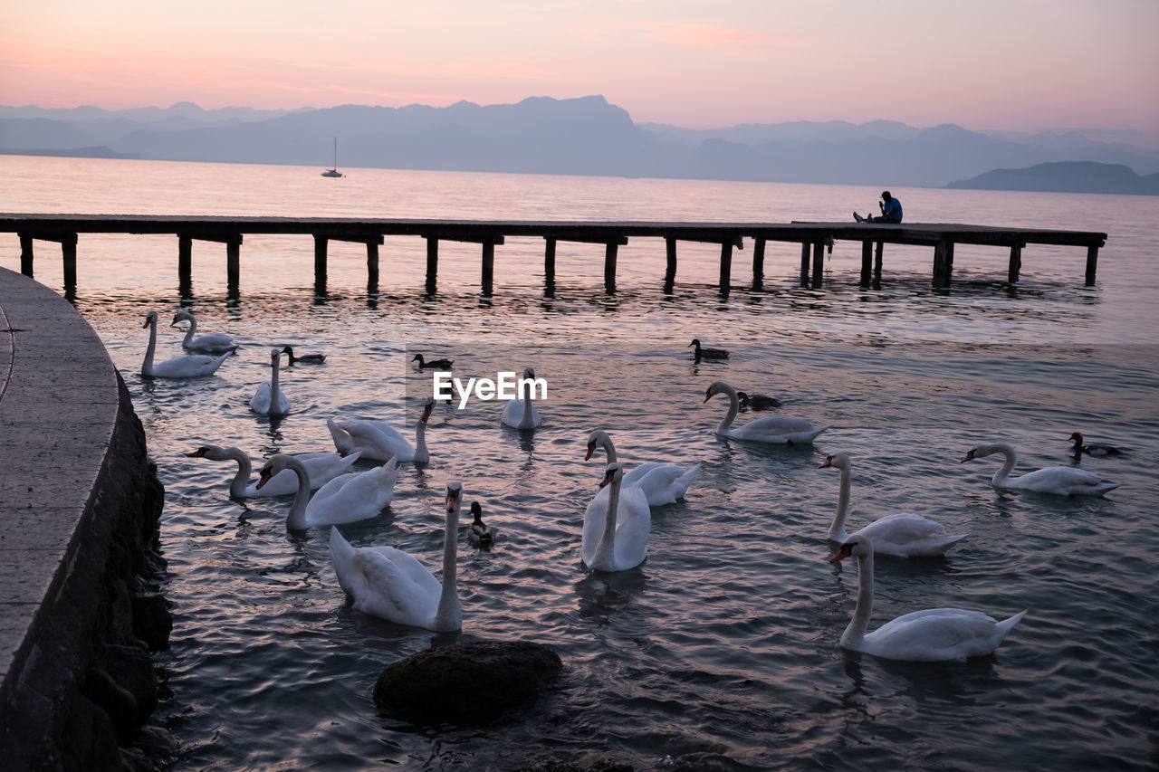 Swans swimming in lake against sky during sunset