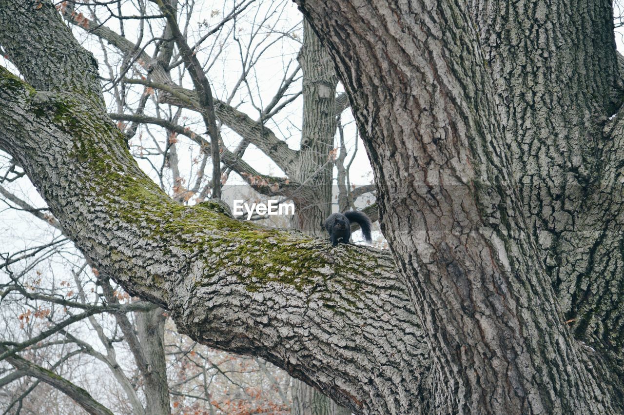 Squirrel on tree