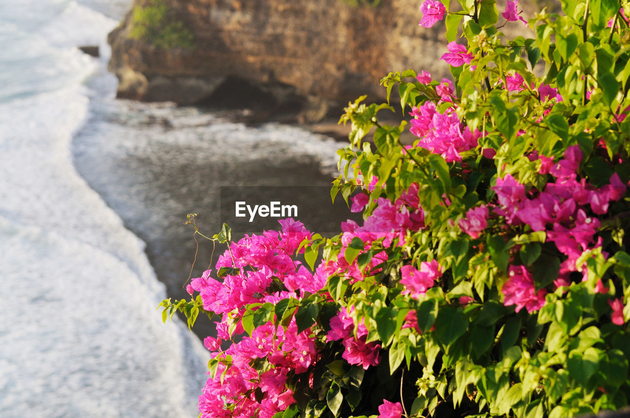 Bougainvillea blooming on cliff by sea