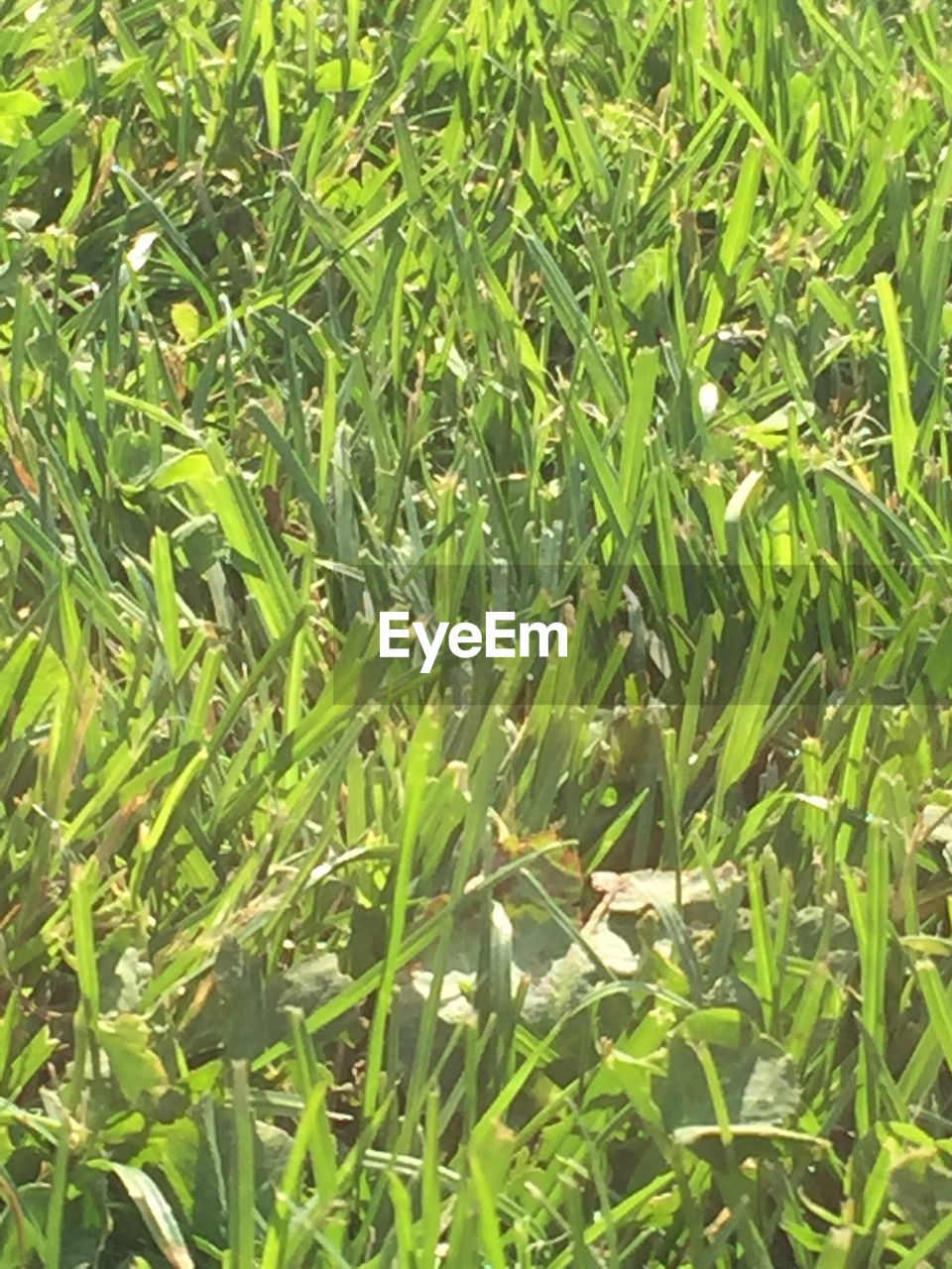 CLOSE-UP OF FRESH GREEN PLANTS ON FIELD