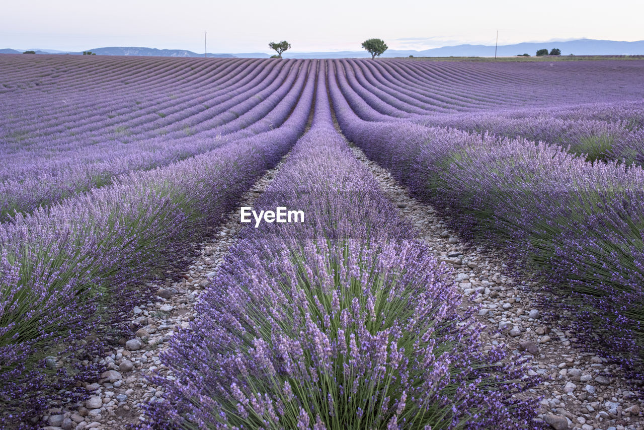 VIEW OF LAVENDER FIELD