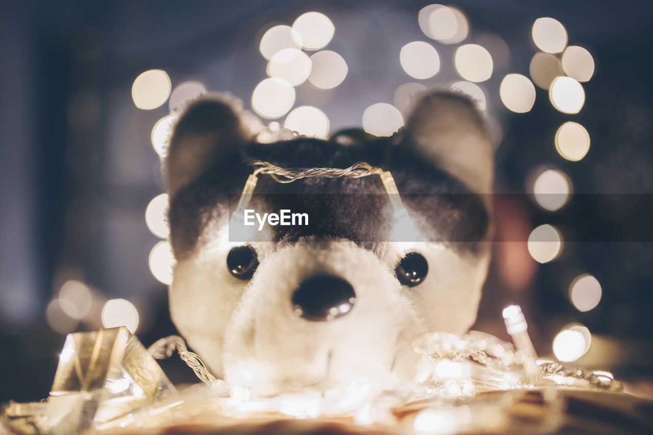 Close-up of teddy bear with illuminated string lights