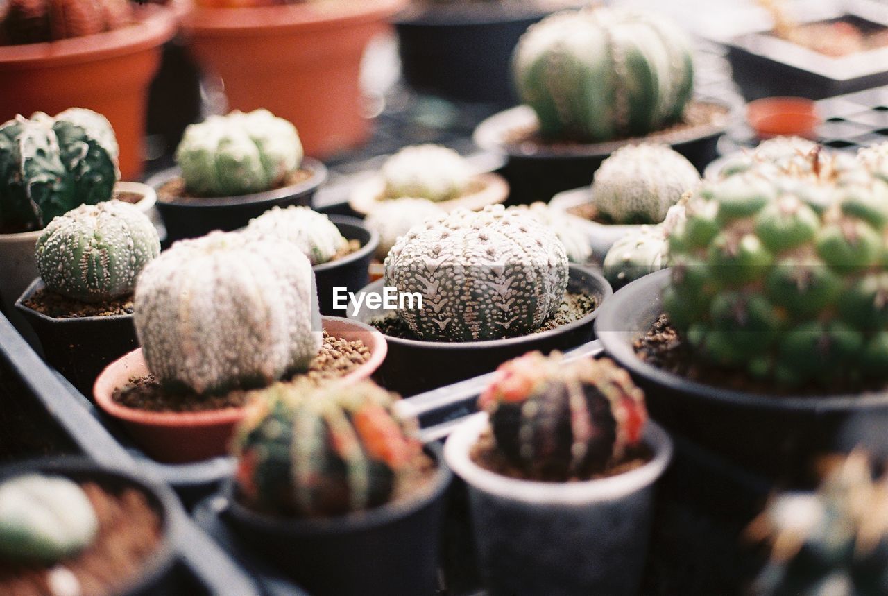 Astrophytum cactus 