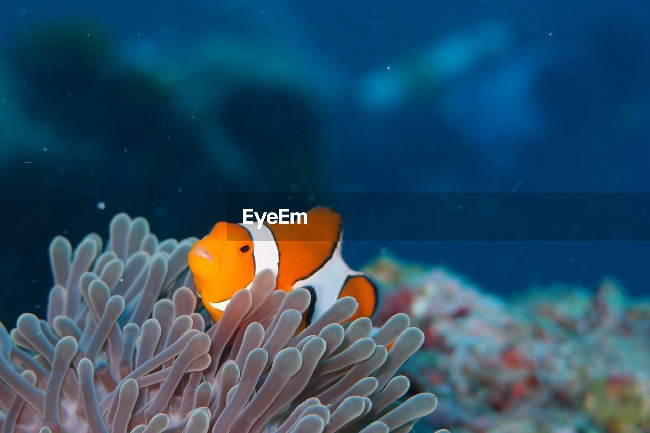 Close-up of clown fish swimming on coral in sea