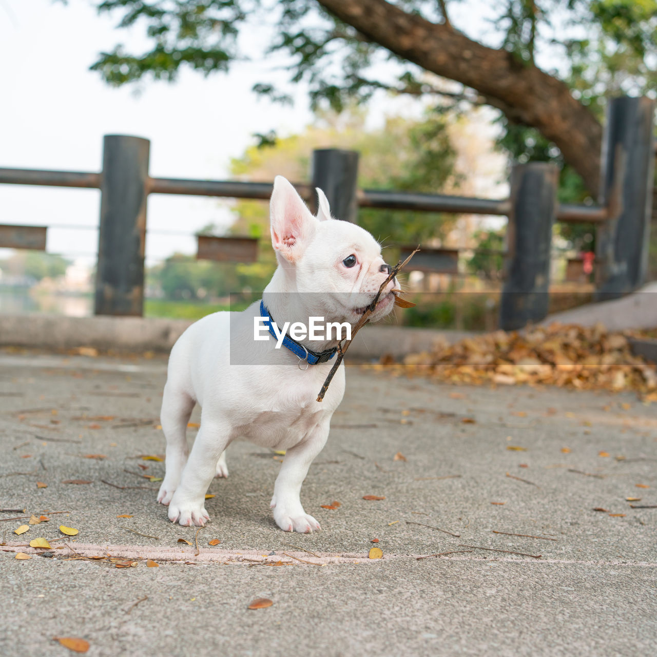 WHITE DOG LOOKING AWAY