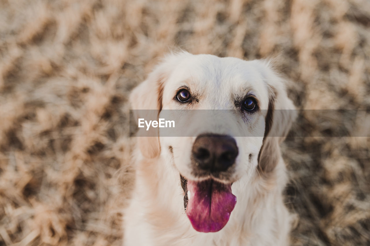 CLOSE-UP PORTRAIT OF DOG WITH MOUTH