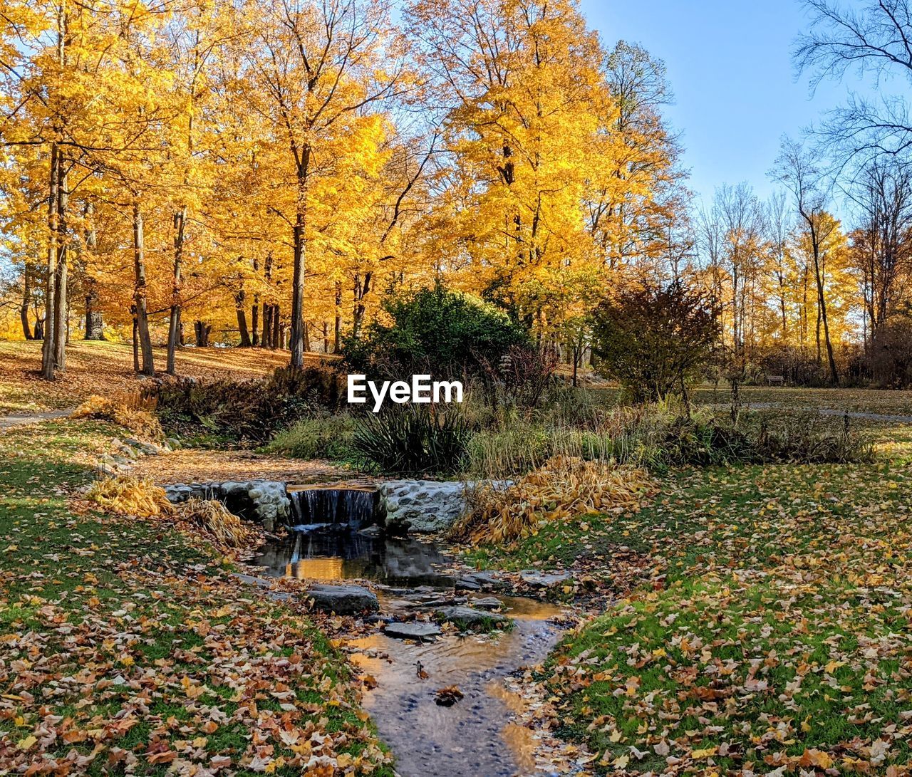 VIEW OF AUTUMNAL TREES IN GARDEN