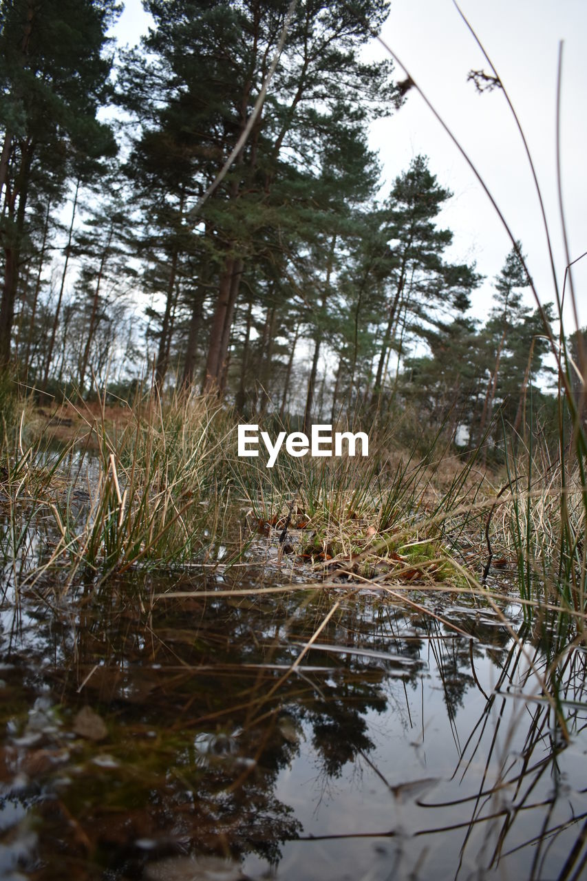 REFLECTION OF TREES IN LAKE AGAINST SKY