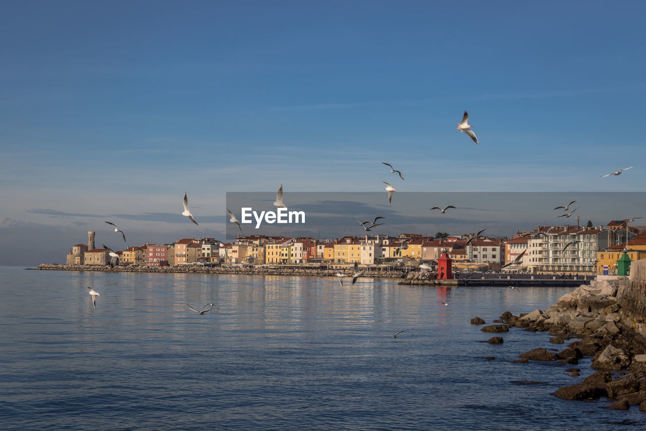 Birds flying over sea against sky