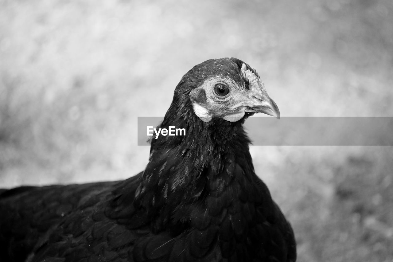 Close-up of a hen against blurred background