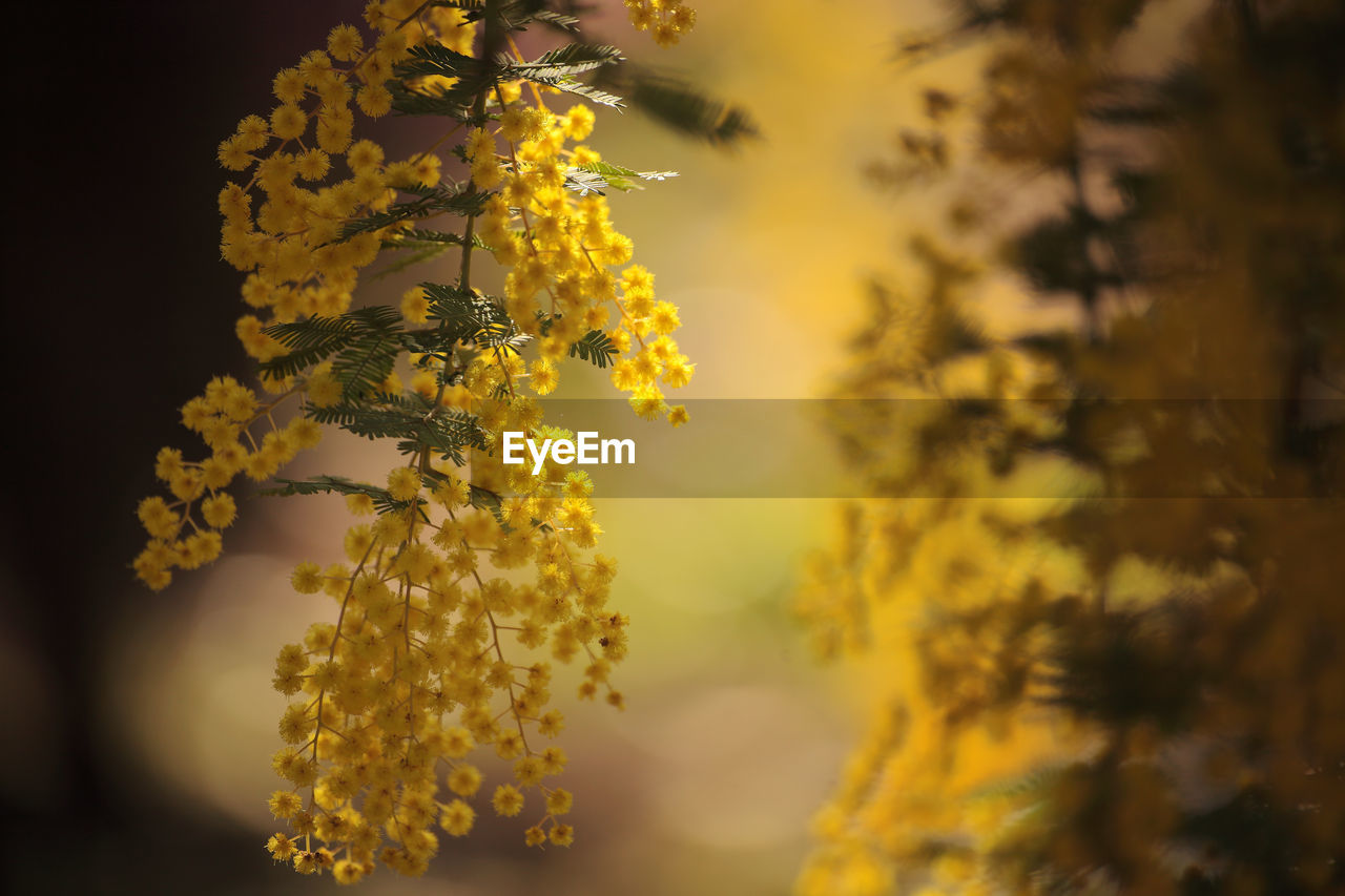 Close-up of yellow flowering plant hanging outdoors