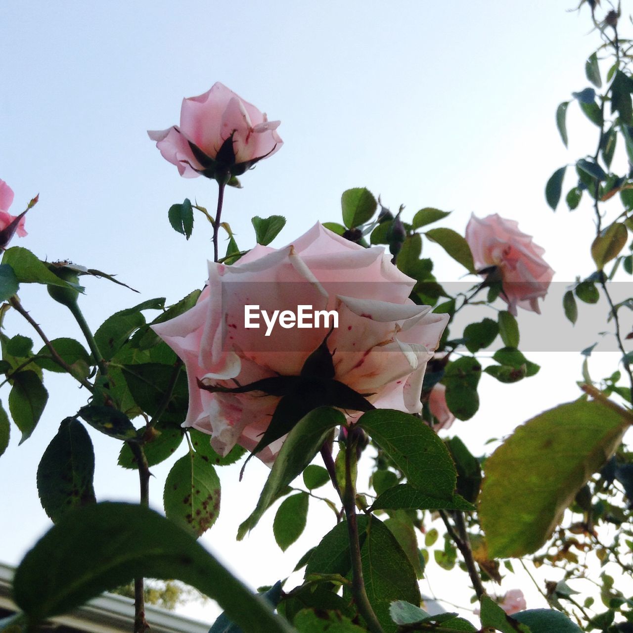 Low angle view of pink rose blooming against sky