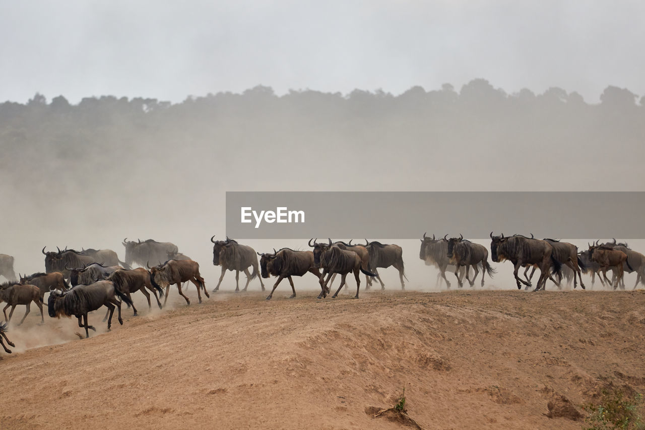 Wildebeest crossing the mara river during the annual great migration.