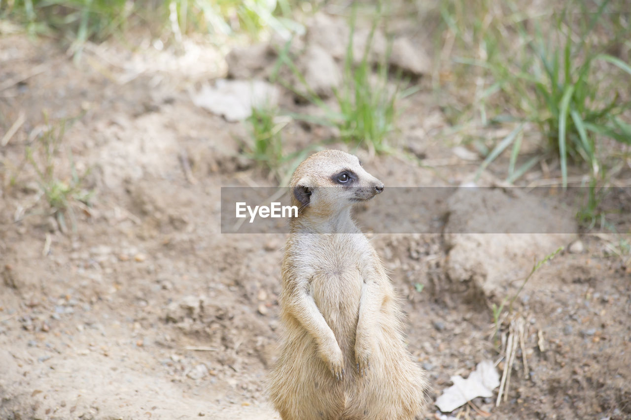 CLOSE-UP OF ANIMAL ON FIELD