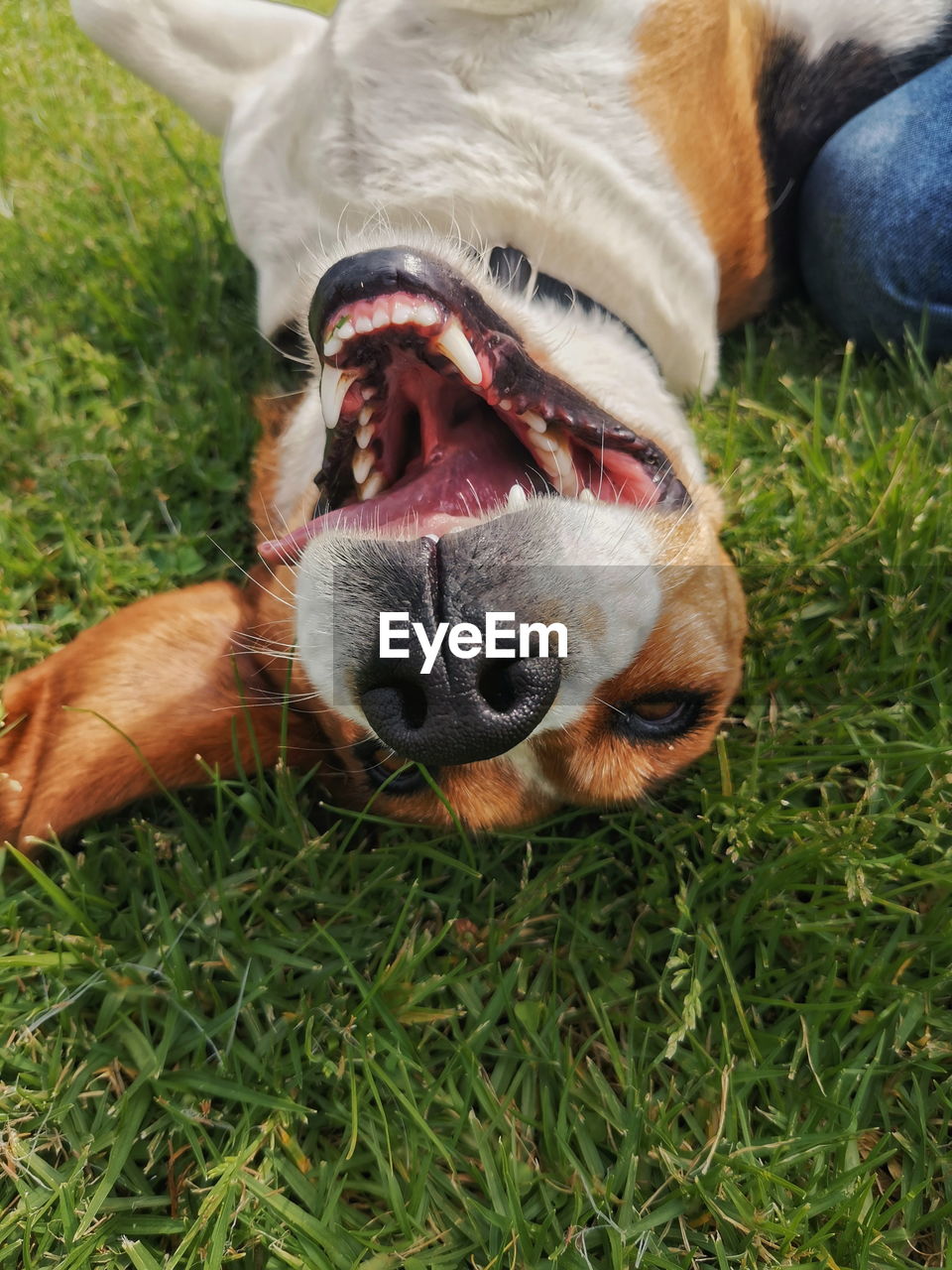 CLOSE-UP OF A DOG LYING ON GRASS