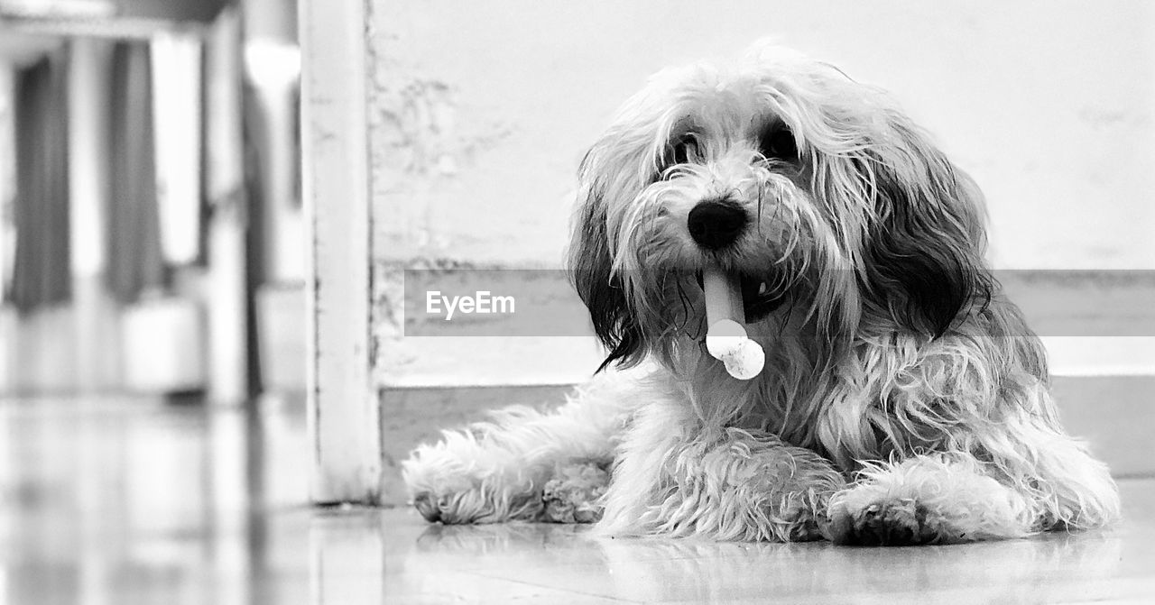 CLOSE-UP PORTRAIT OF DOG WITH EYES CLOSED