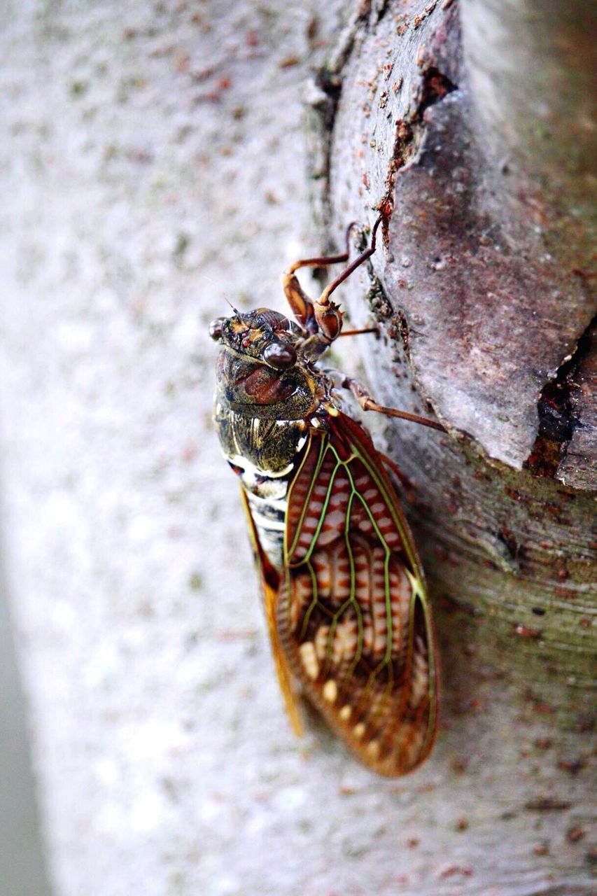 Close-up of insect