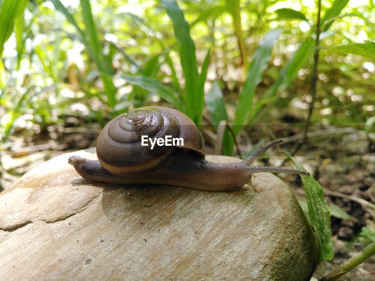 snail, animal wildlife, mollusk, animal themes, animal, gastropod, snails and slugs, shell, animal shell, wildlife, one animal, boredom, nature, tree, close-up, plant, no people, crawling, animal body part, day, forest, land, plant part, leaf, outdoors, spiral, focus on foreground, animal antenna, rock, environment