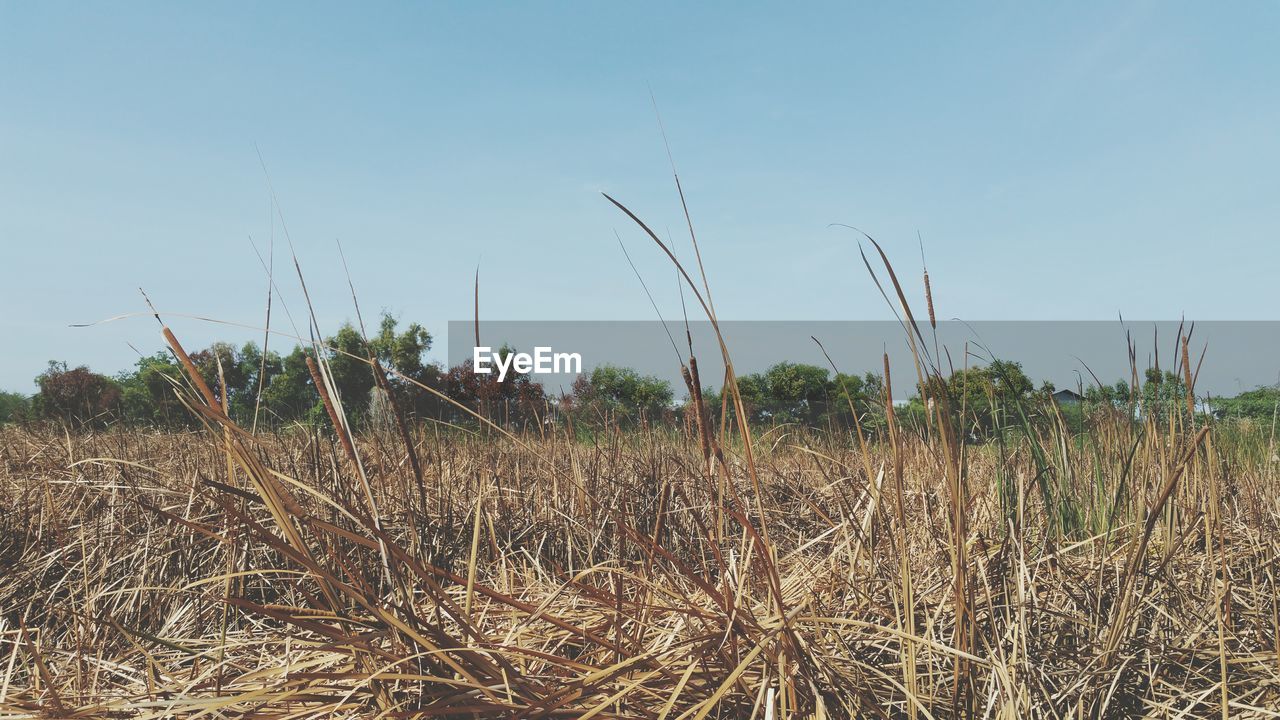 PLANTS GROWING ON FIELD AGAINST SKY