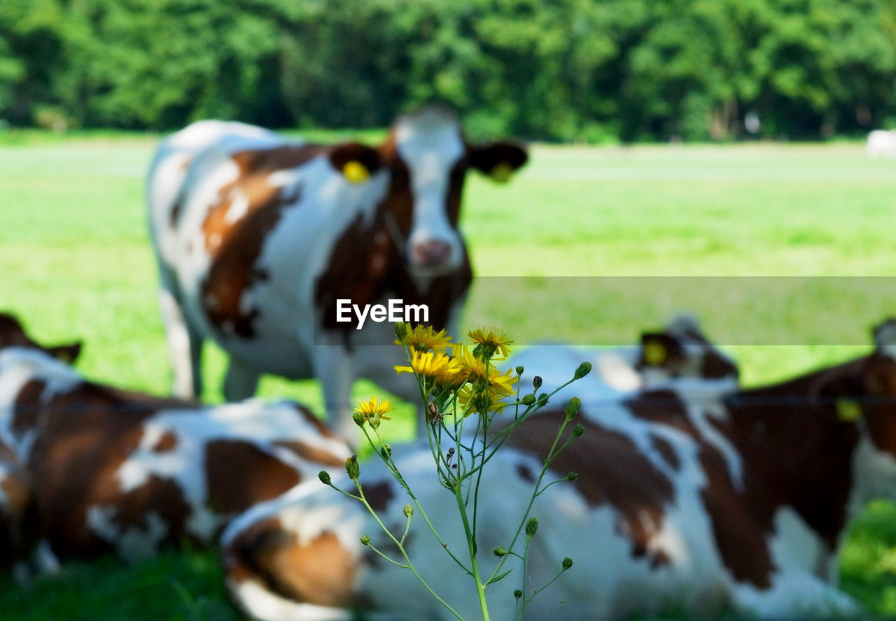 CLOSE-UP OF A COW ON FIELD