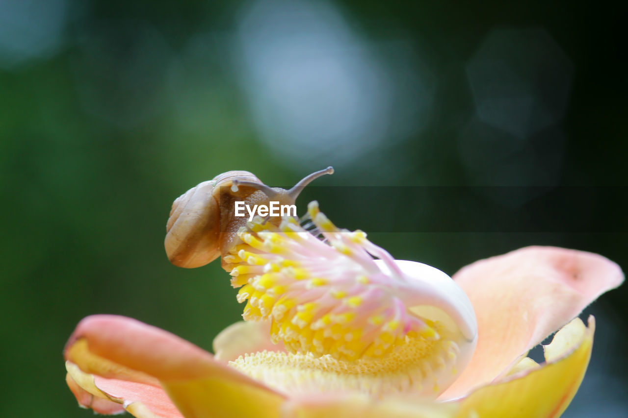 Close-up of yellow flowering plant