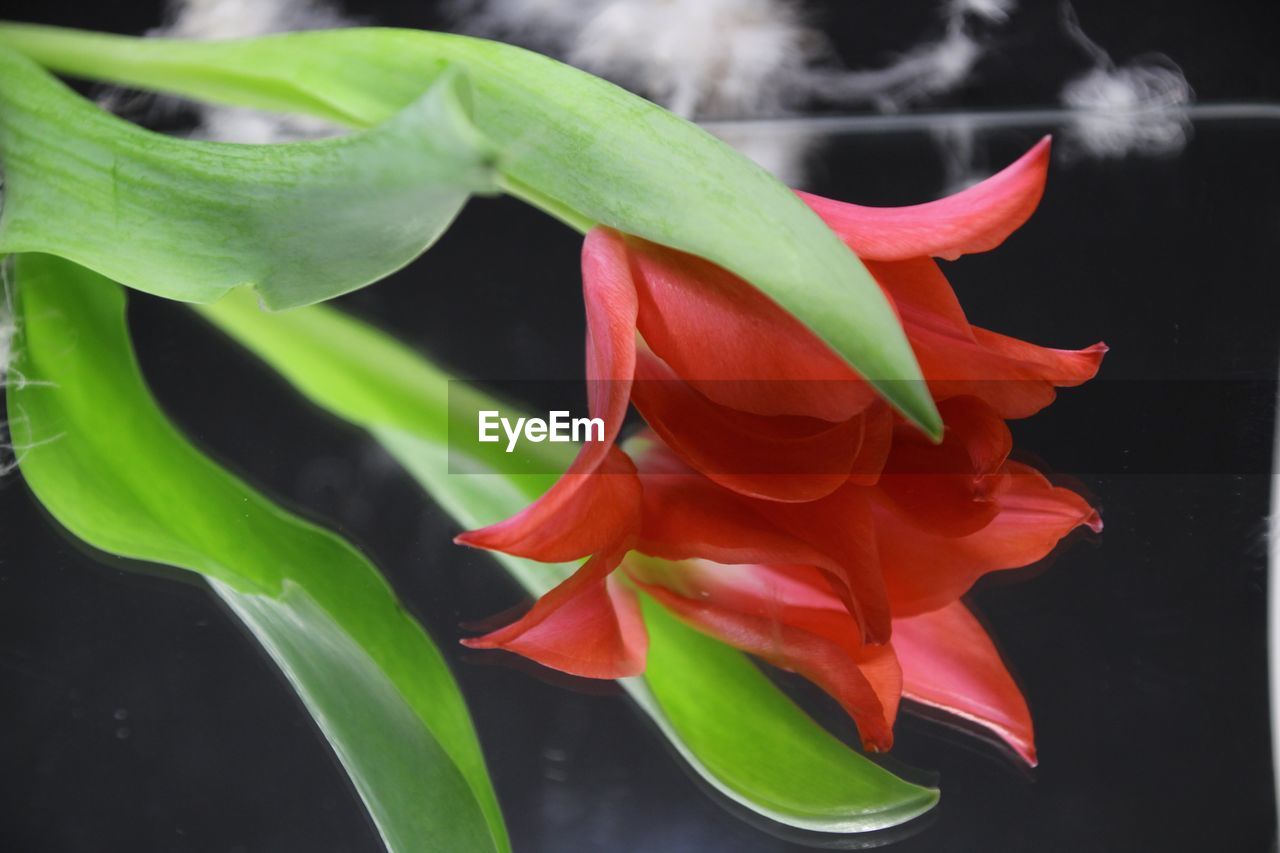 CLOSE-UP OF FLOWER