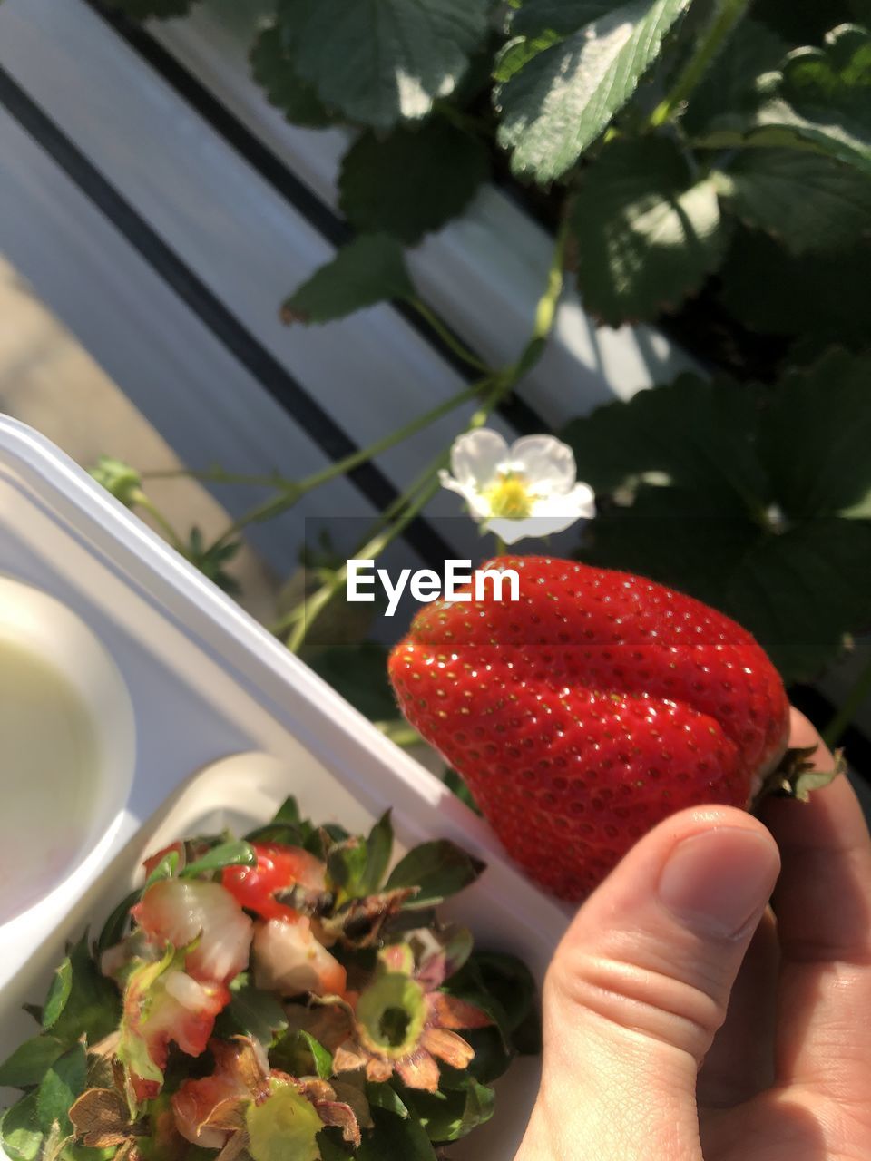 food and drink, food, hand, healthy eating, strawberry, fruit, freshness, berry, plant, flower, wellbeing, one person, produce, holding, nature, red, lifestyles, adult, agriculture, close-up, organic, floristry, ripe, outdoors, vegetable, day