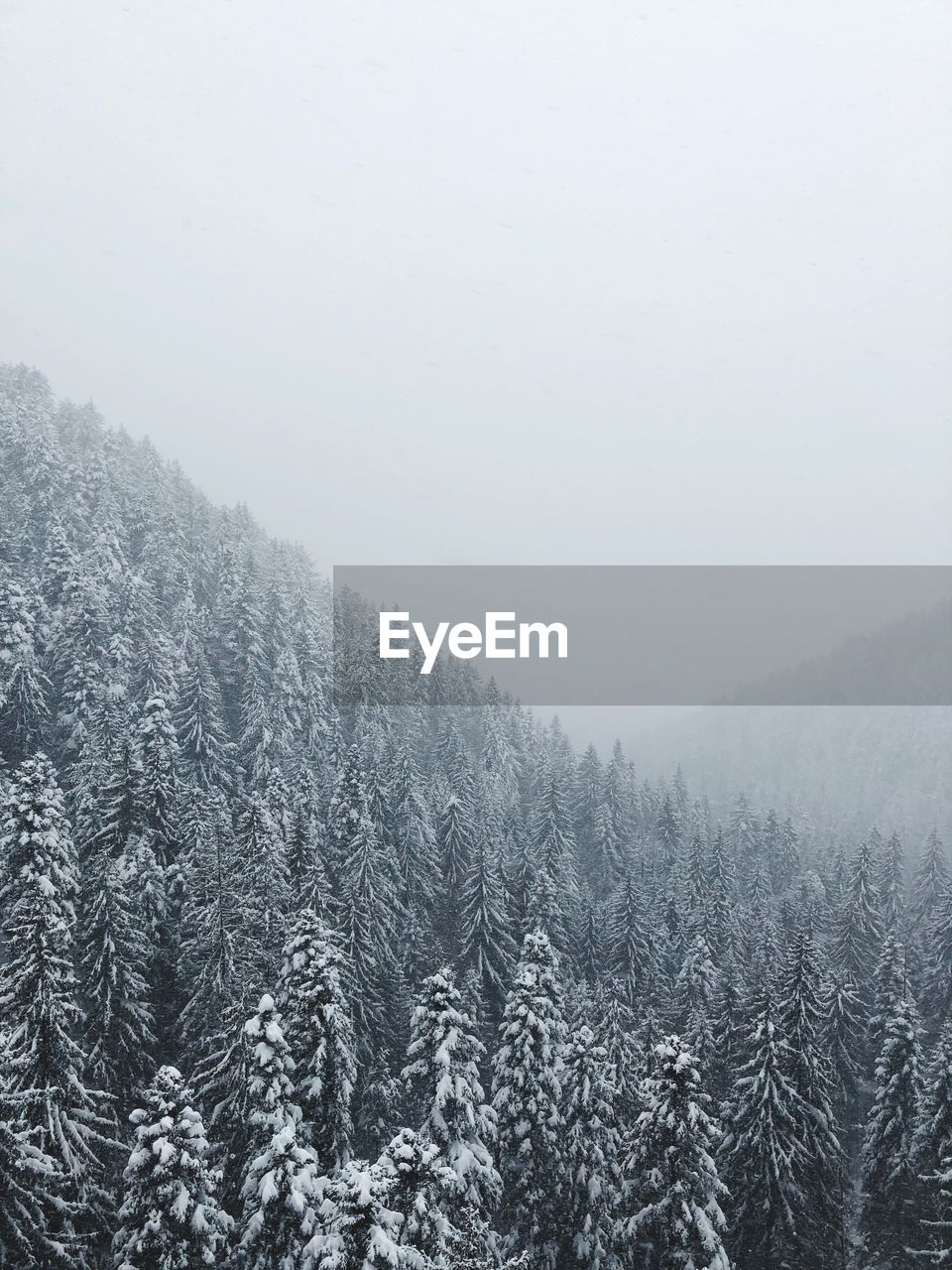 Scenic view of pine trees against sky during winter