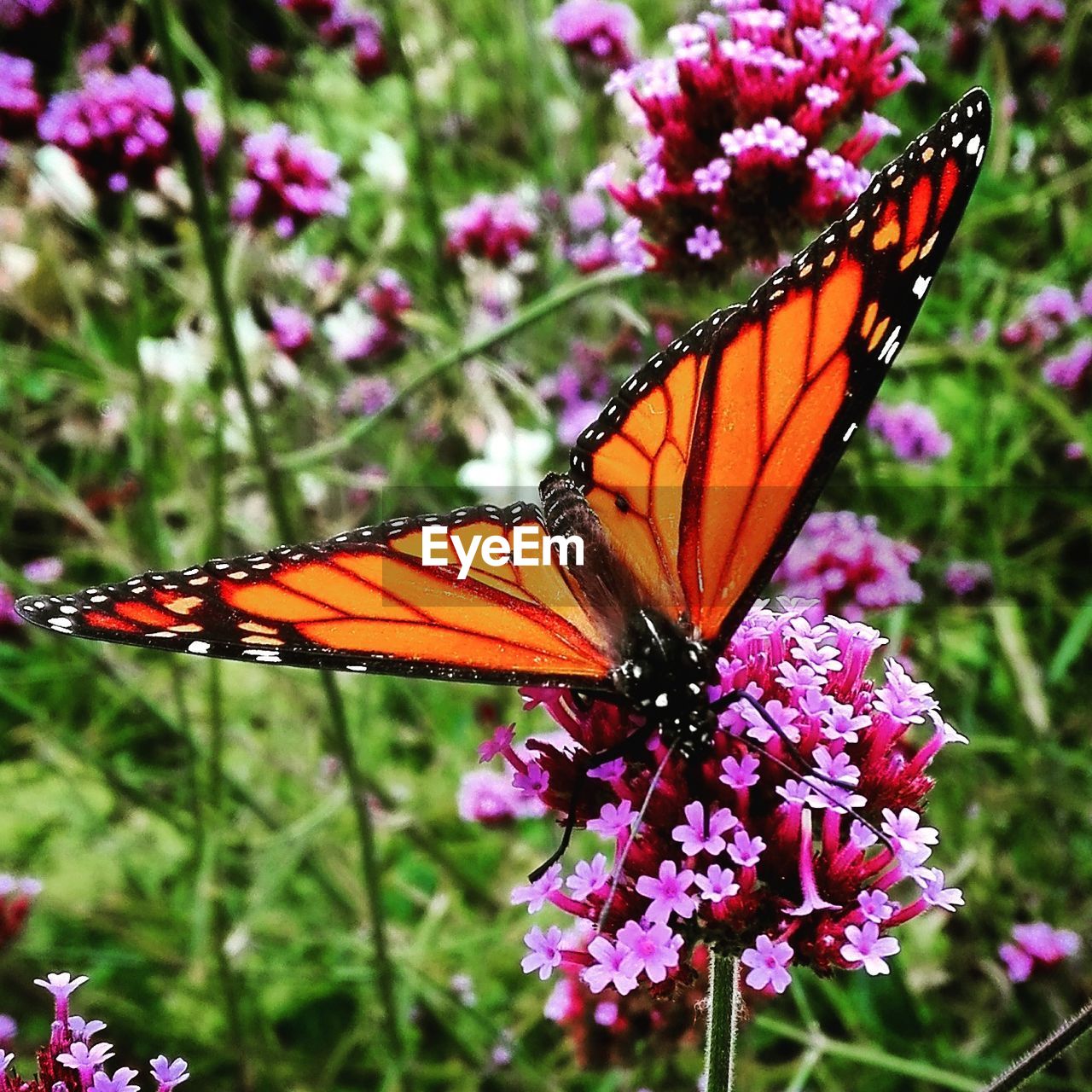 Close-up of orange butterfly on purple flower