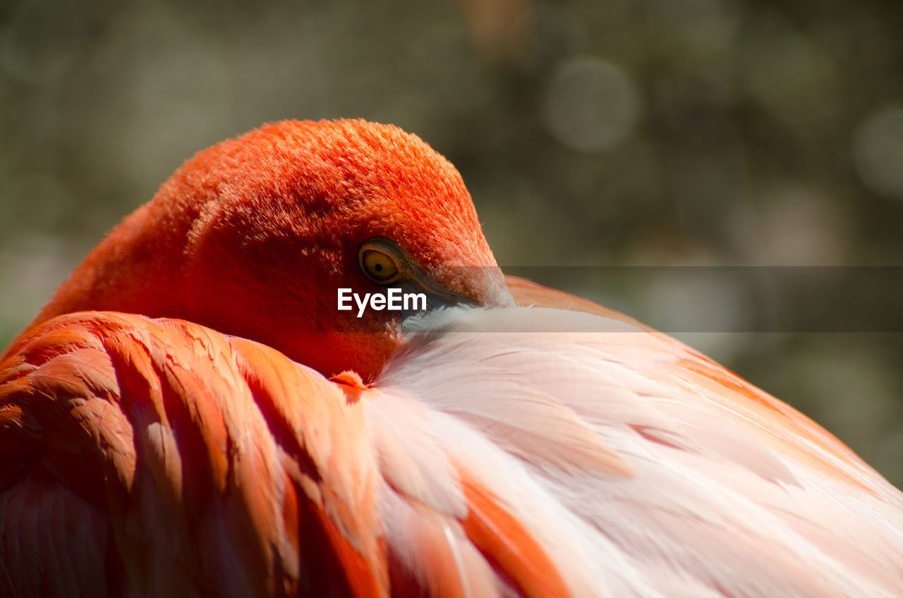 A flaming at the sacramento zoo