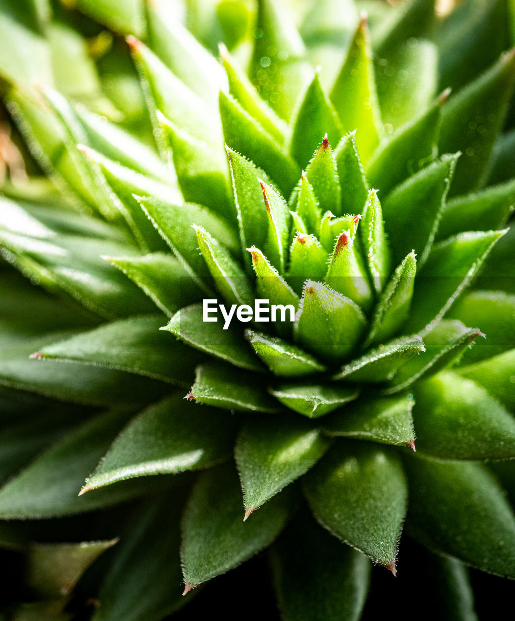 HIGH ANGLE VIEW OF SUCCULENT PLANTS