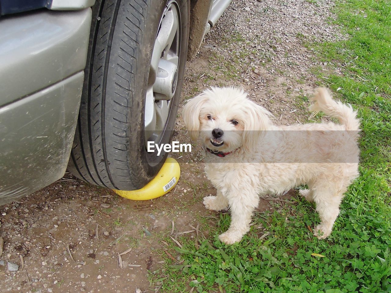 Portrait of dog standing by car on field