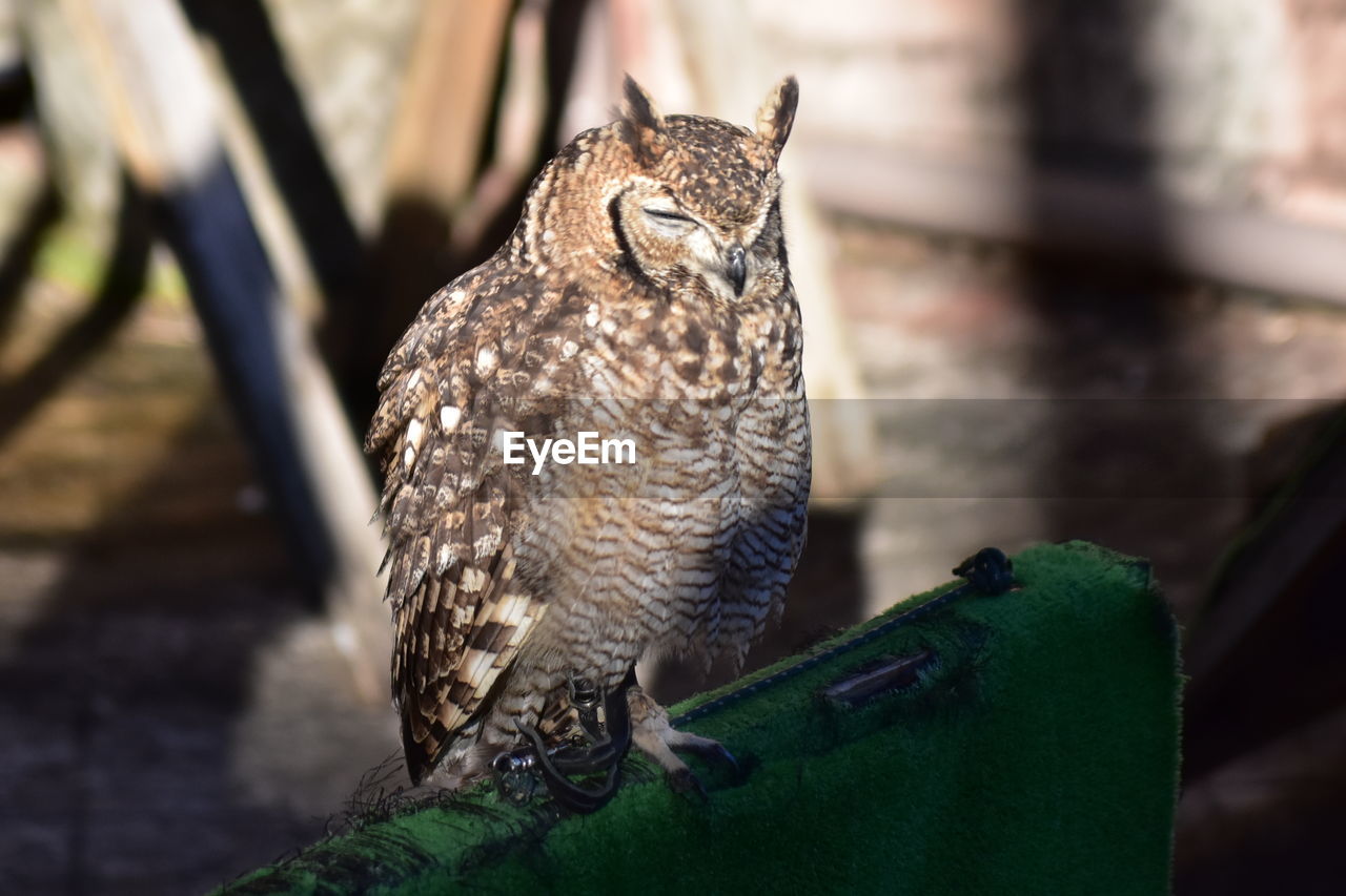 Close-up of an owl with eyes closed