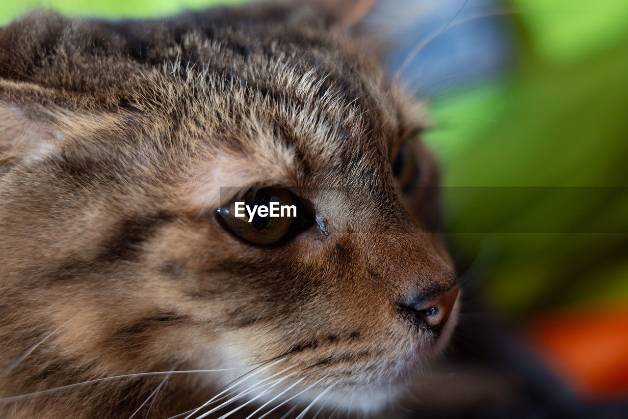 Close-up portrait of a cat