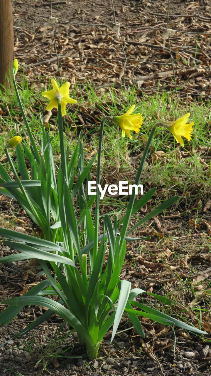 YELLOW FLOWERS BLOOMING ON FIELD