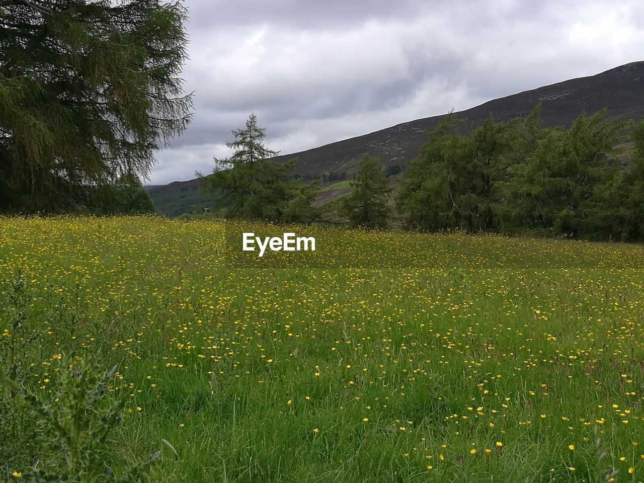 TREES ON GRASSY FIELD AGAINST CLOUDY SKY