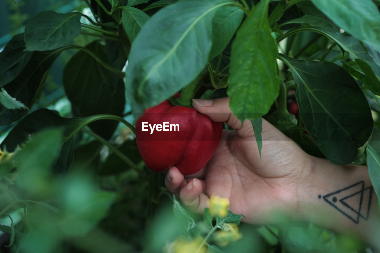 Hand with tattoo harvesting red bell pepper