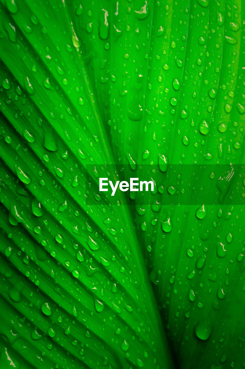 CLOSE-UP OF WET LEAVES