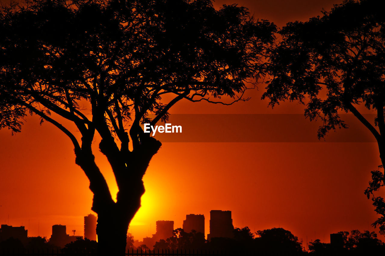 Silhouette trees against orange sky