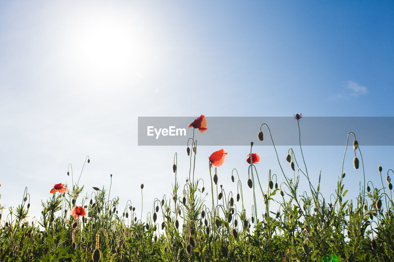 LOW ANGLE VIEW OF RED POPPY FLOWERS IN FIELD AGAINST SKY