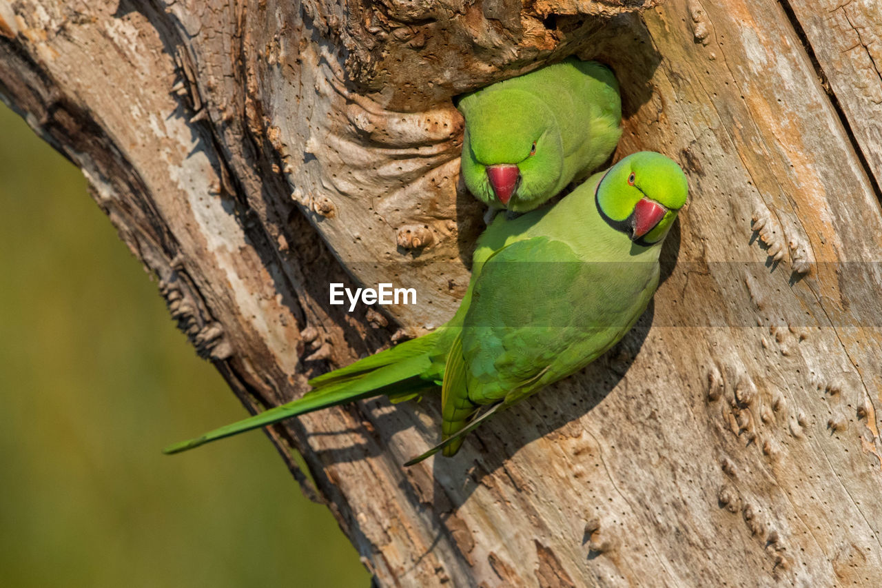 Rose-ringed parakeets perching on tree trunk